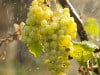 ABB Grapes crop